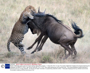 Mother wildebeest saves calf from leopard attack, Masai Mara, Kenya - 17 Sep 2013
