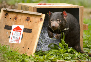 Tasmanian Devil At Healesville Sanctuary