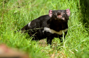 Tasmanian Devil At Healesville Sanctuary