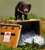 Tasmanian Devil At Healesville Sanctuary