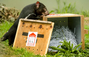 Tasmanian Devil At Healesville Sanctuary