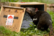 Tasmanian Devil At Healesville Sanctuary