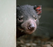 Tasmanian Devil At Healesville Sanctuary