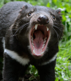 Tasmanian Devil At Healesville Sanctuary