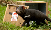 Tasmanian Devil At Healesville Sanctuary