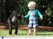 Baby chimp and little boy become friends at Myrtle Beach Safari park, South Carolina, America - 2013