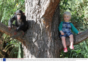Baby chimp and little boy become friends at Myrtle Beach Safari park, South Carolina, America - 2013