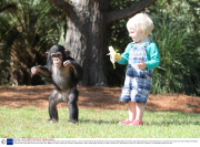 Baby chimp and little boy become friends at Myrtle Beach Safari park, South Carolina, America - 2013