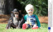 Baby chimp and little boy become friends at Myrtle Beach Safari park, South Carolina, America - 2013