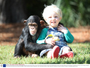Baby chimp and little boy become friends at Myrtle Beach Safari park, South Carolina, America - 2013