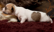 Hundewelpe Valerie
