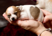 Hundewelpe Valerie