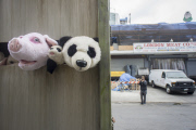 the eleventh day of Banksy