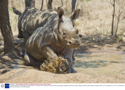 The Rhino Ambulance in Mokgopong, South Africa - 16 Oct 2013
