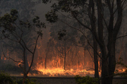 Im Kampf gegen das Feuer: Buschfeuer in Australien breitet sich aus  