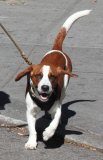Andy Cohen Walking His Dog in the West Village