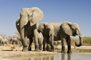 Elephant Society is 'Still Disrupted'