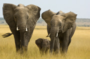 Elephant Society is 'Still Disrupted'