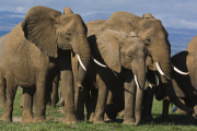 Elephant Society is 'Still Disrupted'