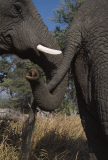 Elephant Society is 'Still Disrupted'