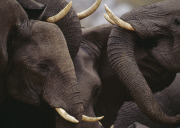 Elephant Society is 'Still Disrupted'
