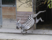 Erster Freigang der zwei neuen Zebrastuten im Bergzoo Halle