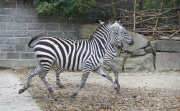 Erster Freigang der zwei neuen Zebrastuten im Bergzoo Halle