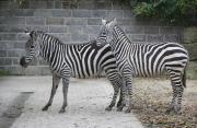 Erster Freigang der zwei neuen Zebrastuten im Bergzoo Halle
