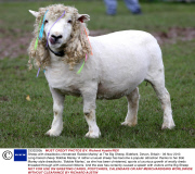 Sheep with dreadlocks christened 'Bobbie Marley' at The Big Sheep, Bideford, Devon, Britain - 06 Nov 2013
