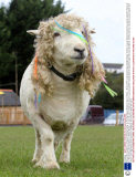 Sheep with dreadlocks christened 'Bobbie Marley' at The Big Sheep, Bideford, Devon, Britain - 06 Nov 2013
