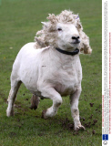 Sheep with dreadlocks christened 'Bobbie Marley' at The Big Sheep, Bideford, Devon, Britain - 06 Nov 2013