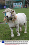 Sheep with dreadlocks christened 'Bobbie Marley' at The Big Sheep, Bideford, Devon, Britain - 06 Nov 2013