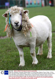 Sheep with dreadlocks christened 'Bobbie Marley' at The Big Sheep, Bideford, Devon, Britain - 06 Nov 2013
