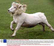 Sheep with dreadlocks christened 'Bobbie Marley' at The Big Sheep, Bideford, Devon, Britain - 06 Nov 2013