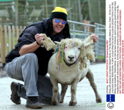 Sheep with dreadlocks christened 'Bobbie Marley' at The Big Sheep, Bideford, Devon, Britain - 06 Nov 2013