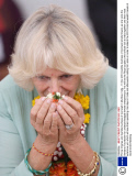 Prince Charles and Camilla Duchess of Cornwall in Mumbai, India - 11 Nov 2013