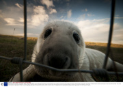 Baby seals at Donna Nook, Lincolnshire, Britain - 10 Nov 2013