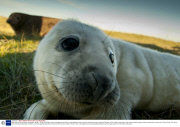 Baby seals at Donna Nook, Lincolnshire, Britain - 10 Nov 2013