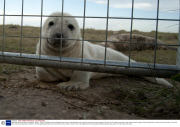 Baby seals at Donna Nook, Lincolnshire, Britain - 10 Nov 2013