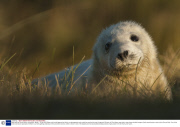 Baby seals at Donna Nook, Lincolnshire, Britain - 10 Nov 2013