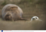 Baby seals at Donna Nook, Lincolnshire, Britain - 10 Nov 2013