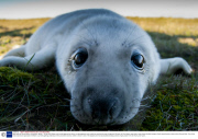 Baby seals at Donna Nook, Lincolnshire, Britain - 10 Nov 2013