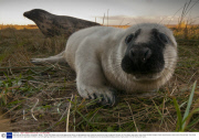 Baby seals at Donna Nook, Lincolnshire, Britain - 10 Nov 2013