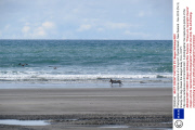 Photographer captures picture of a 'dog-bird', Opotiki Beach, New Zealand - Nov 2013