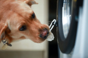 Waschmaschine für Hunde