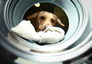 Waschmaschine für Hunde