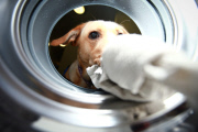 Waschmaschine für Hunde