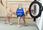 Waschmaschine für Hunde