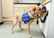 Waschmaschine für Hunde