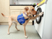 Waschmaschine für Hunde